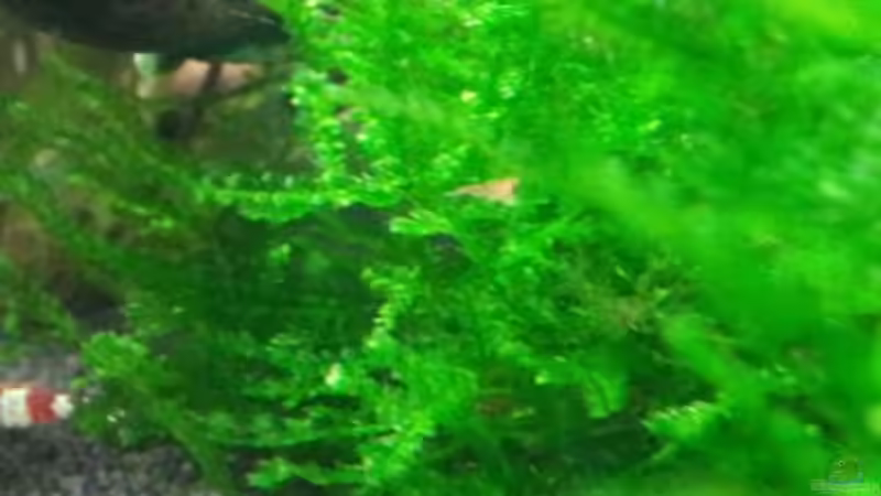 Weeping Moos von feuervogel-82 (16)