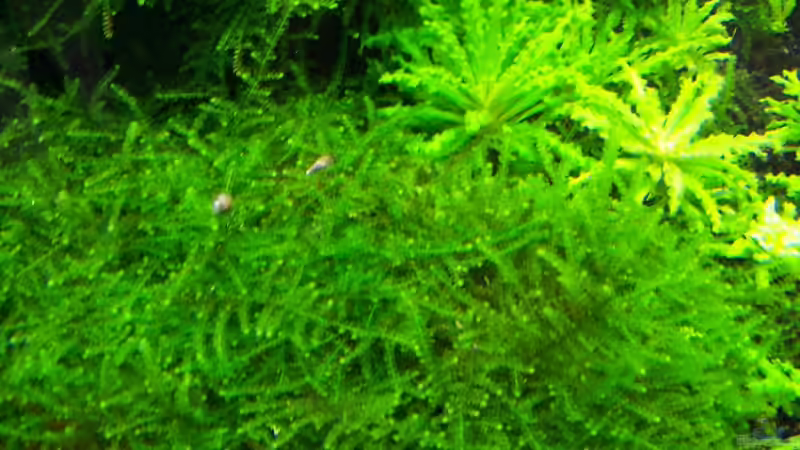 Weeping Moos von moosfan (9)