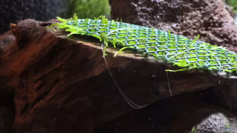 Weepingmoos aufgebunden (26.01.2015) von SouthAmerica (36)