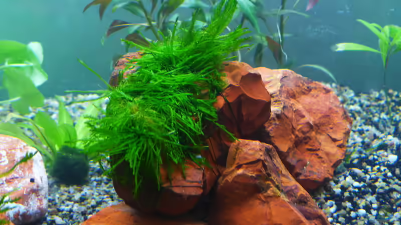 Weepingmoos (Vesicularia ferriei) von BerndL (11)