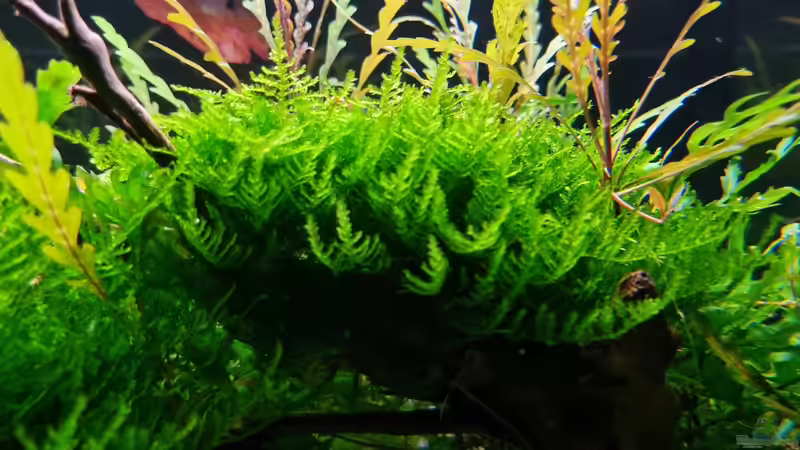 Weepingmoos von Comander (22)