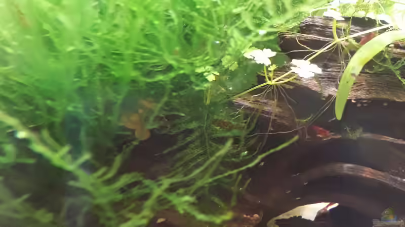 Weepingmoos von Glücksscherbe (5)