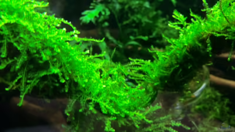 Weepingmoos(18.09.12) von Walde (55)