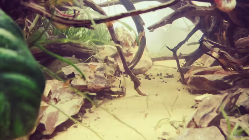 Weg durch den Zauberwald 12.07.2020 von Sarah_Schneider (13)