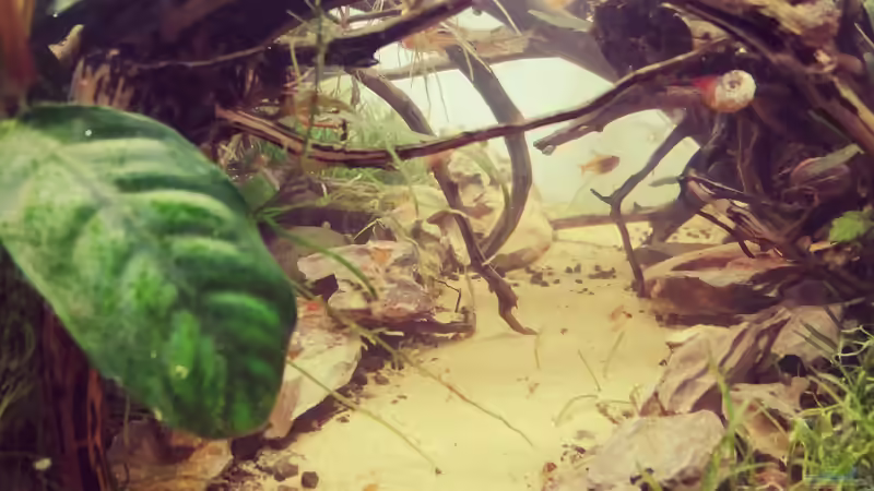 Weg durch den Zauberwald 12.07.2020 von Sarah_Schneider (14)