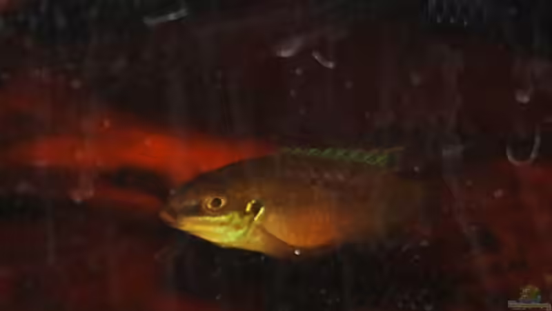 Weib von Cichlid Power (10)