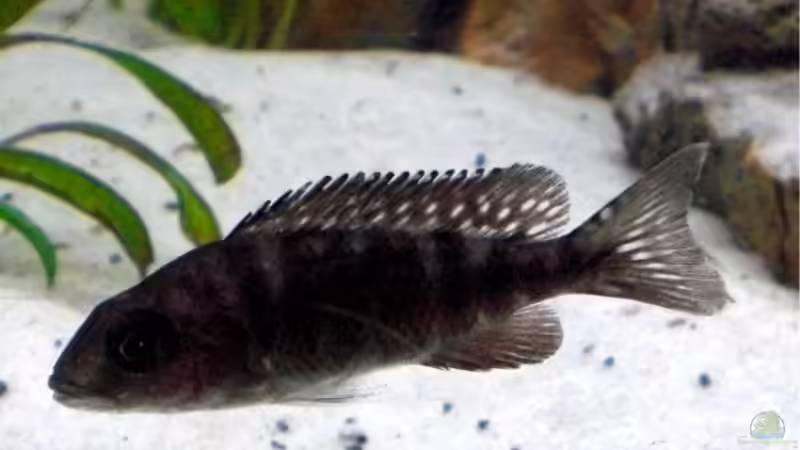 Weibchen - kann schon nicht mehr sagen welche, sehen sich so ähnlich von Schdäff (24)