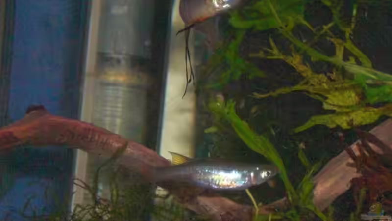 Weibchen + Männchen I. Werneri von Dominik (22)