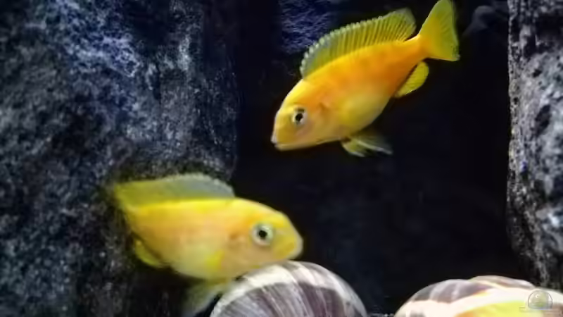 Weibchen  von SeCo89 (3)