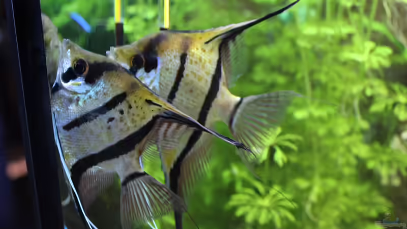 Weibchen Altum bei der Eiablage von Ottche (176)