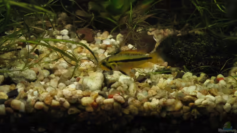 Weibchen Apistogramma cacatuoides von Marlone (22)