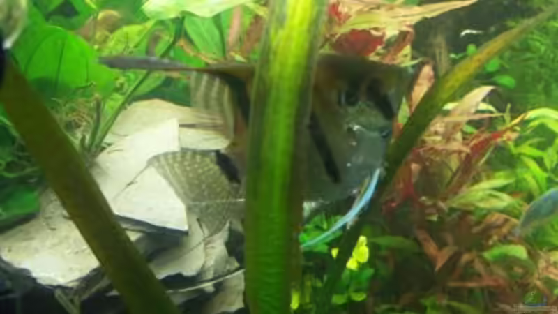 Weibchen bei der Eiablage von Kai Holdinghausen (24)