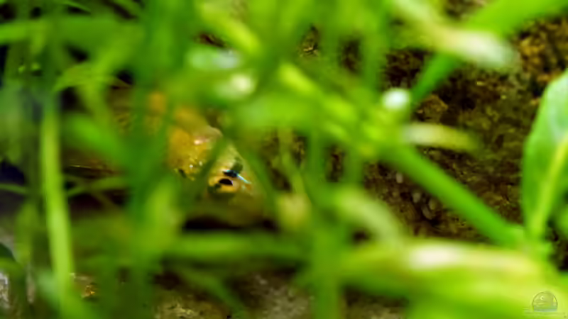 Weibchen bei der Eiablage von Micha... (47)