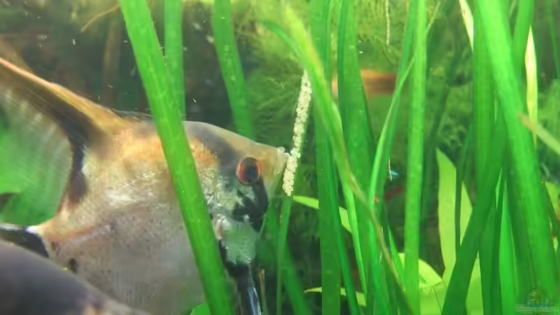 Weibchen bei der Eipflege von Mellie (21)