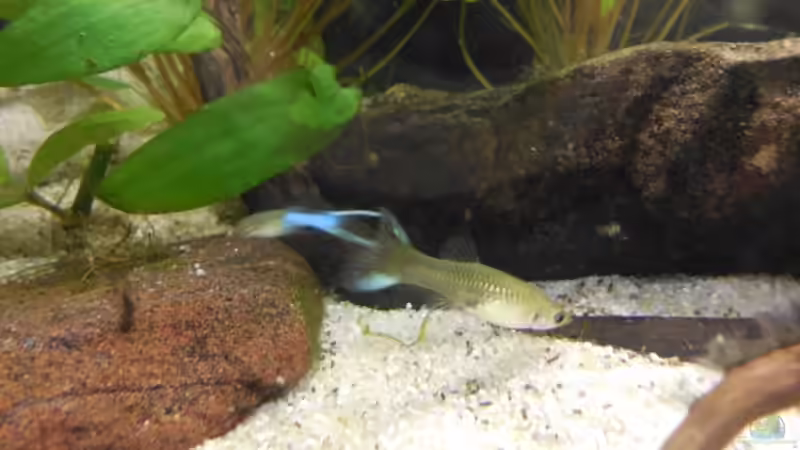 Weibchen beim abweiden von Ozi5467 (18)