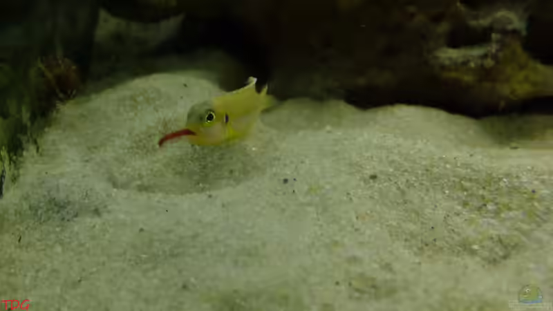 Weibchen beim Fressen von TDG (11)