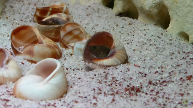 Weibchen? Bleibt immer in der nähe ihres Hauses von DominikZ (28)