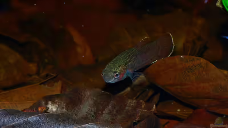 Weibchen im Balzkleid von Koehler (11)