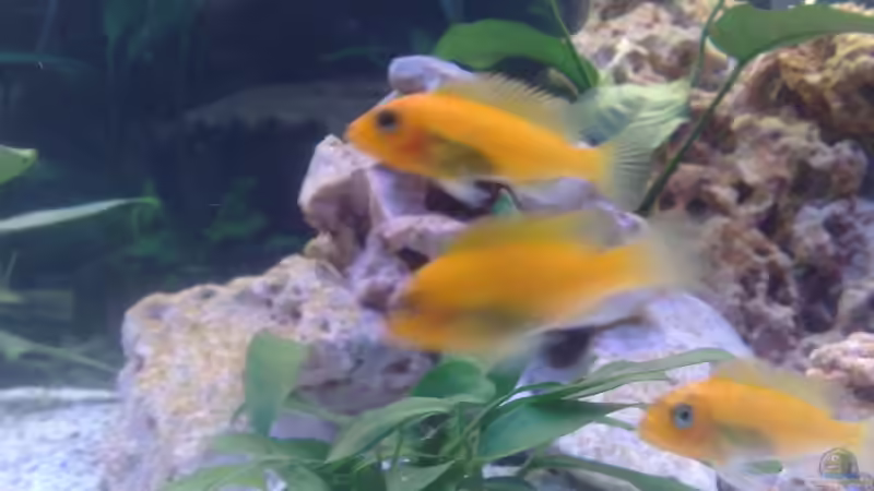 weibchen Metriaclima zebra rot/blau von Stefan Mischler (27)