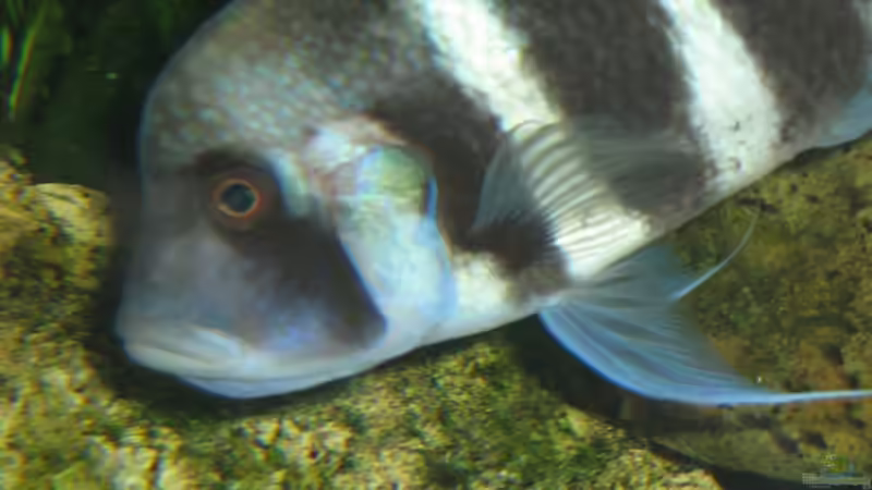 Weibchen mit Brut im Maul von Michaela Krause (16)