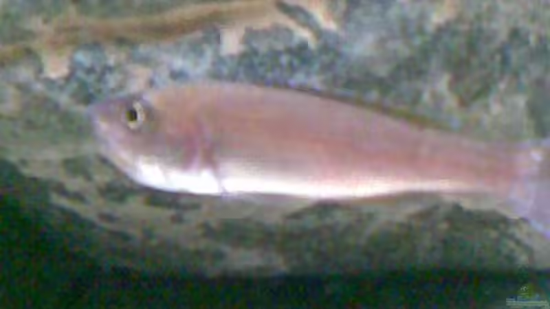 Weibchen mit eiern im Maul von Michael Geigel (20)