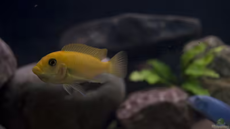 weibchen mit eiern im mund =)) von maniK (5)