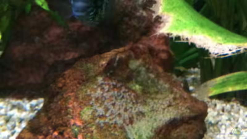 Weibchen mit Eiern von onil (16)