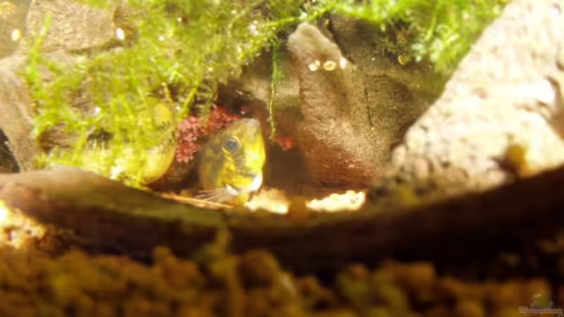 Weibchen mit Gelege II von Milehigh H (22)