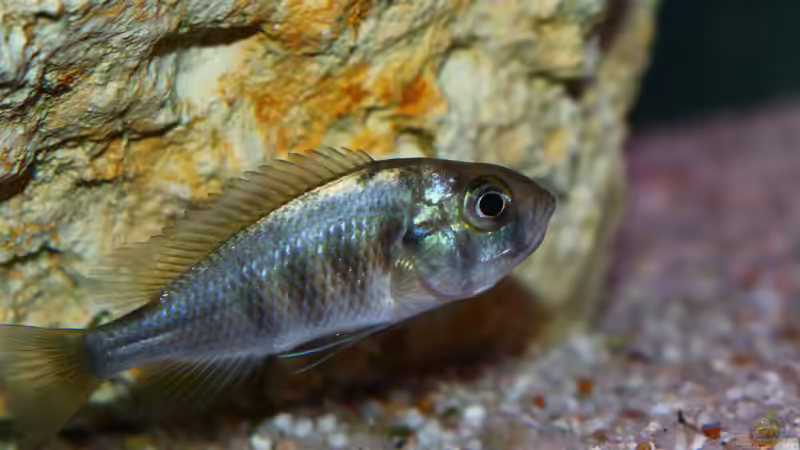 Weibchen mit Gelege im Maul von tonisafricancichlids (14)