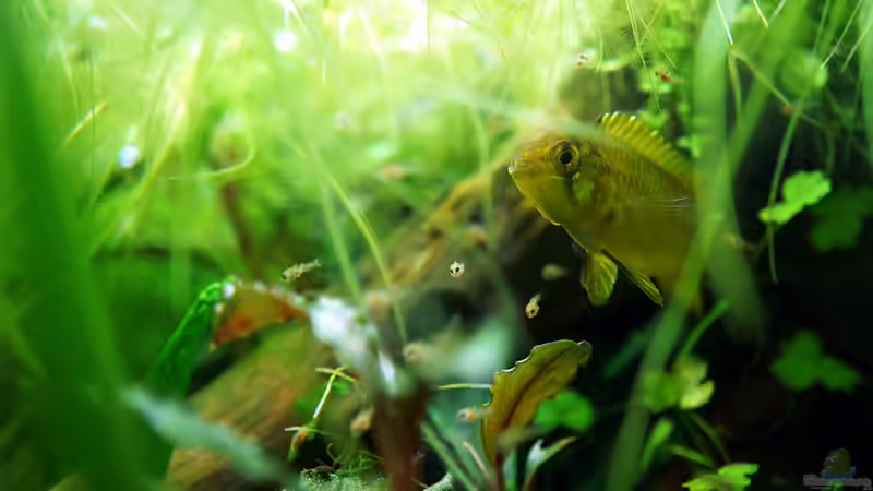 Weibchen mit Jungfischen von Micha... (51)