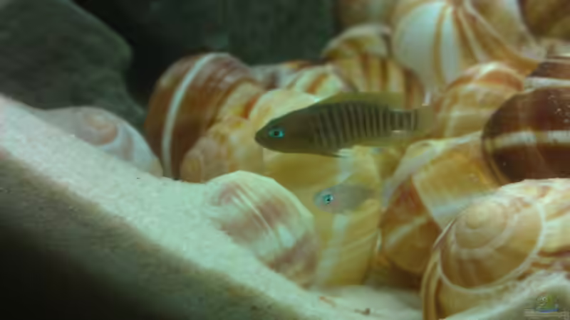 Weibchen mit Jungtier von Julien Preuß (10)