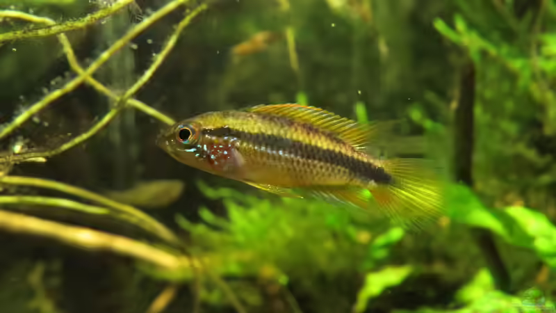 Weibchen (noch im alten Becken) von Joni_99 (6)