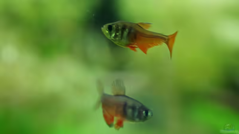 Weibchen oben, Männchen unten von . (36)