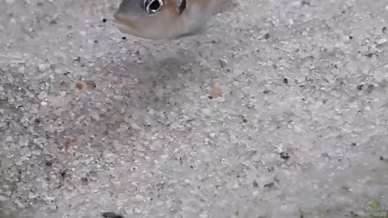 Weibchen und ein Jungtier von NiRo (31)