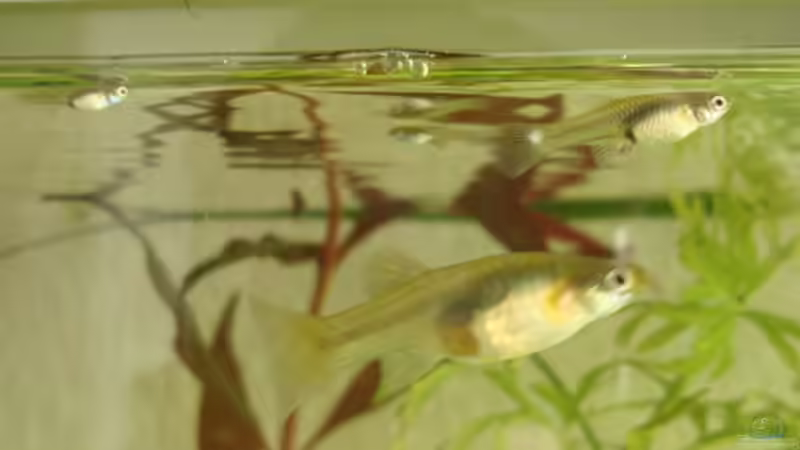 Weibchen verschiedenen Alters von Aquilegia (13)