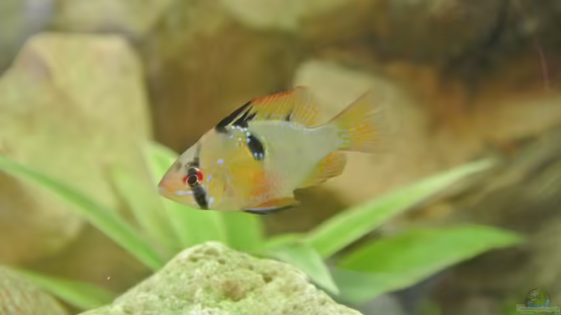 Weibchen von Alsi (59)