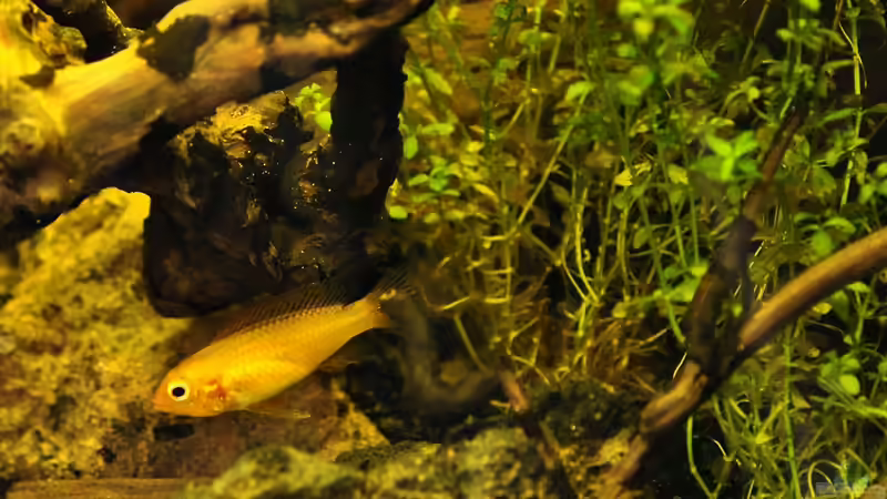 Weibchen von Apistogramma agassizii von Niederrain (16)