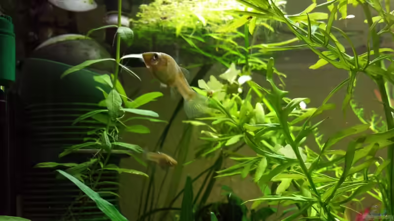 Weibchen von Aquilegia (14)