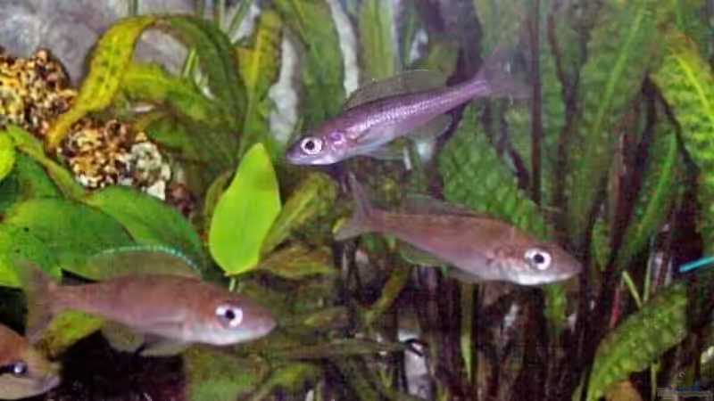 Weibchen von C.leptosoma von Markus Seipp (7)