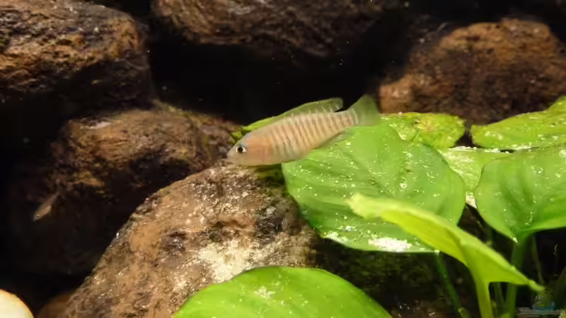 Weibchen von Der Michel (20)