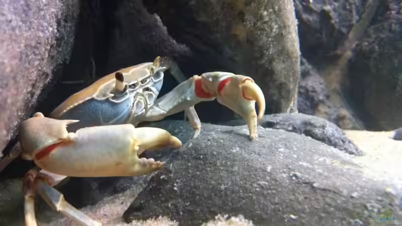 Weibchen von Dynnarts (46)