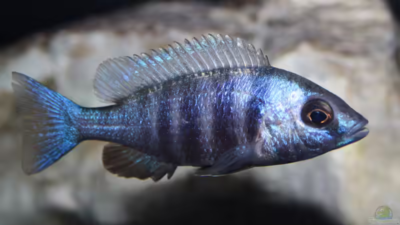 Weibchen von Florian Bandhauer (78)