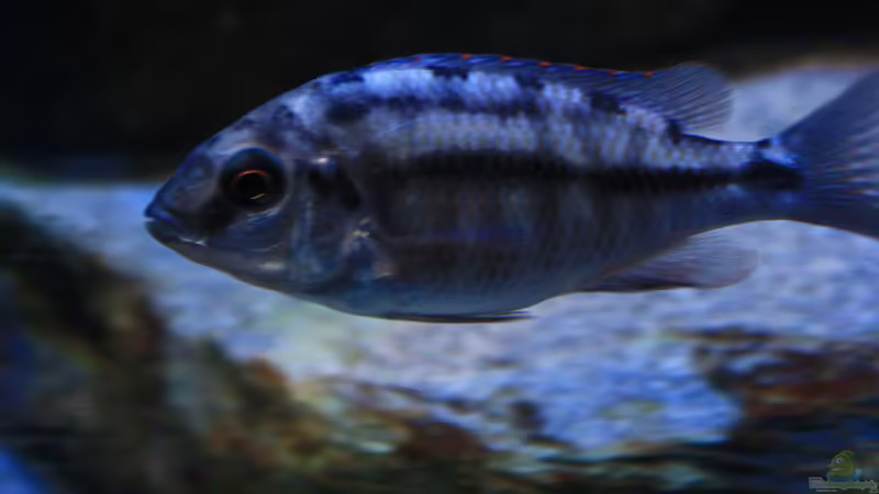 Weibchen von Florian Bandhauer (83)