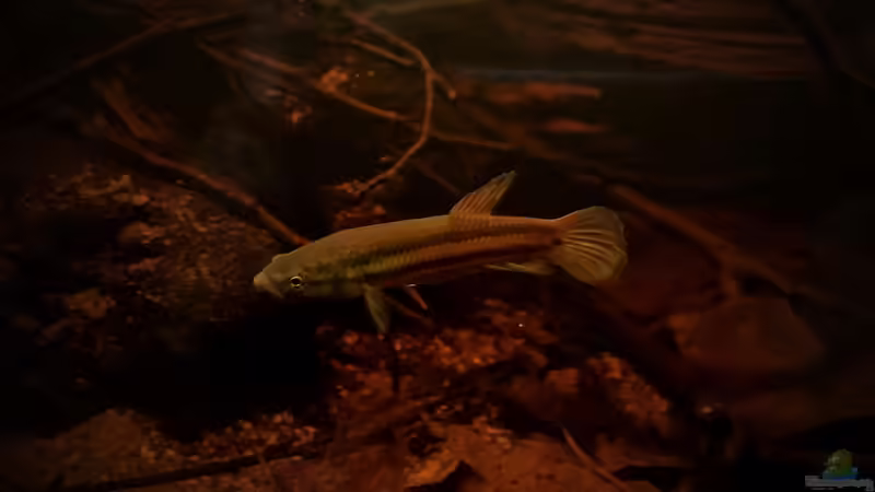 Weibchen von Jaenu00 (16)