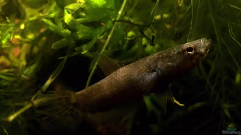 Weibchen von Jaenu00 (5)