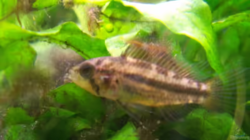 Weibchen von Jana_ (22)