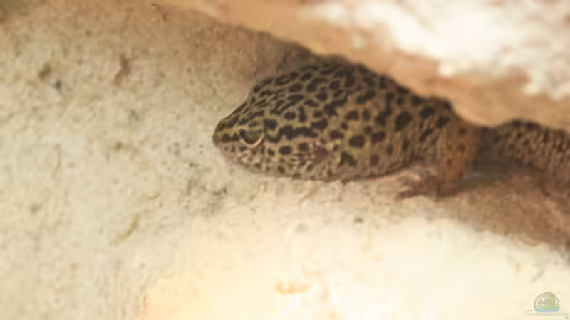 Weibchen von Marcel Stübs (8)