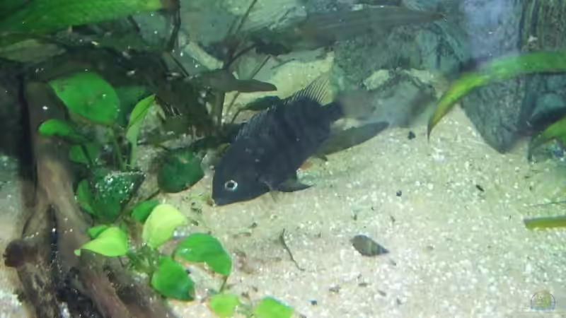 Weibchen von Melanie Burkhard (14)