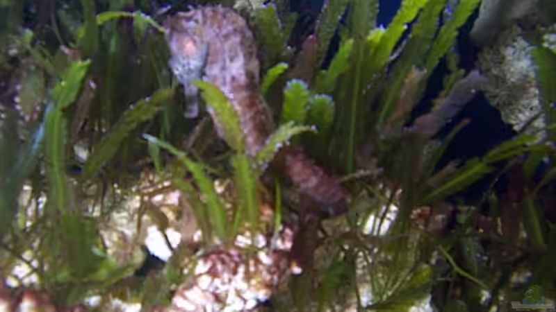 weibchen von Michael Gründl (14)