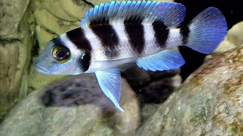 Weibchen von N. tretocephalus von Cichliden-Kabuff (33)